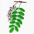 اقاقیای توپی(پیوندی)